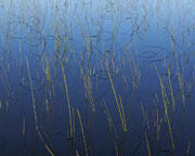 Reflected reeds