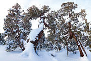 Pencil Pines, Winter