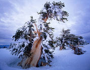 Bristlecone pine, winter, Nevada