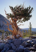 Bristlecone pine, Great Basin NP