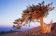 Bristlecone pine 2, Nevada