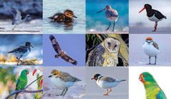 12 x Bird Cards