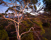 Coastal woodland, Sloping Main