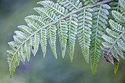 Frosted fern