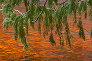 Huon pine, takayna