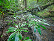 Native laurel, Mt Lindsay, takayna