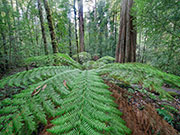 Oldgrowth forest, Tiger Range