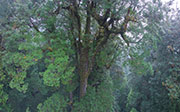 Rainforest, McKimmie Ck 1