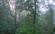 Rainforest, McKimmie Ck 2
