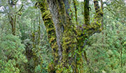 Rainforest, McKimmie Ck 3