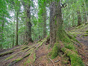 Rainforest, Webbs Ck, takayna