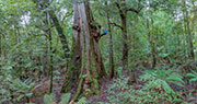 takayna logging coupe 1