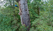 takayna logging coupe 2