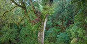 takayna logging coupe 3
