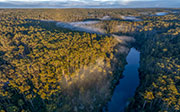 Arthur River forest