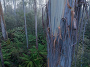 Florentine ribbon gum 2