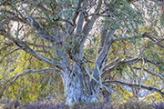 Pine Tier snowgum 1