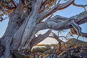 Pine Tier snowgum 2