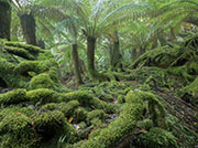 Rainforest, logging coupe AR012G