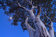 Snowgum moon
