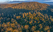 Takayna old forest 2