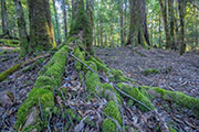 Takayna rainforest 1
