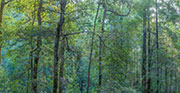 Takayna rainforest 2