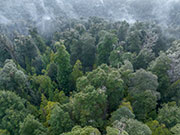 Takayna rainforest 3