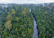Takayna rainforest 4