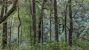 Takayna rainforest 5