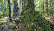Takayna rainforest 6