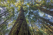 Takayna rainforest 7