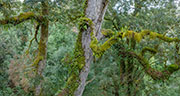 takayna logging coupe 4