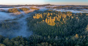 takayna forest 8