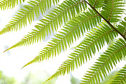 Fern Detail 1
