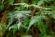 Fern Detail 2