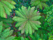Fern Detail 3