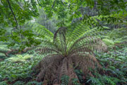 Fern Detail 4