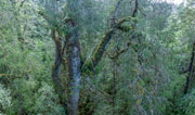 Huon pine rainforest, Harman River 3
