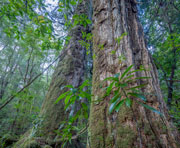 Huon pine rainforest, Harman River 1