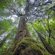 Huon pine rainforest, Harman River 2