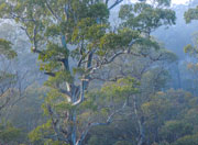 Old growth forest near Lake St Clair 1