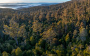 Old forest near Mt Field 1