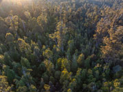 Old forest near Mt Field 2