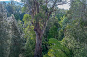 Old forest near Mt Field 3
