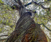Oyster Bay pine, Maria Island NP
