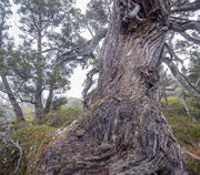 Pencil pines, Walls of Jerusalem NP