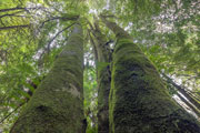 Sassafras forest near Mt Field