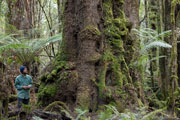Takayna rainforest