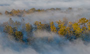 Forest and mist near Lake St Clair
